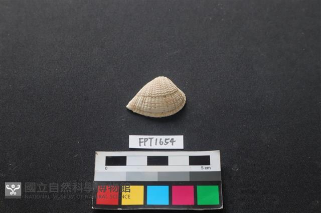 貝殼藏品圖，第1張