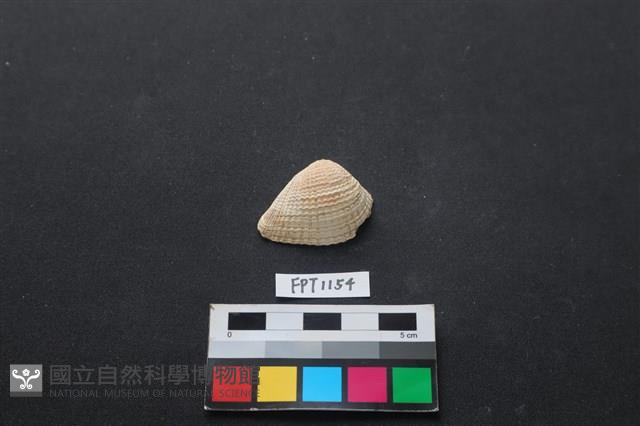 貝殼藏品圖，第1張