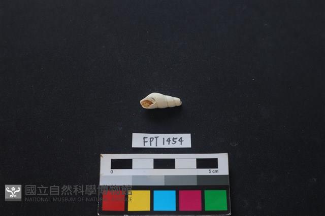 貝殼藏品圖，第1張