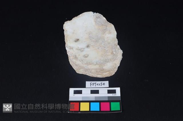 貝殼藏品圖，第1張