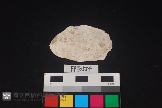 貝殼藏品圖，第1張