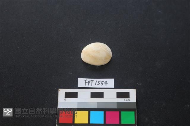 貝殼藏品圖，第1張