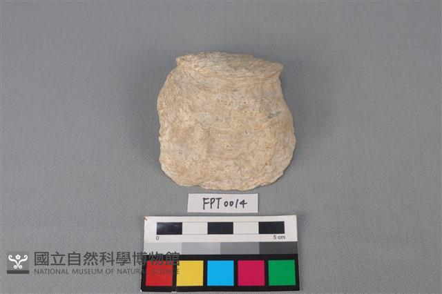 貝殼藏品圖，第1張