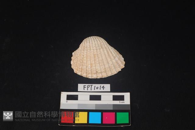 貝殼藏品圖，第1張