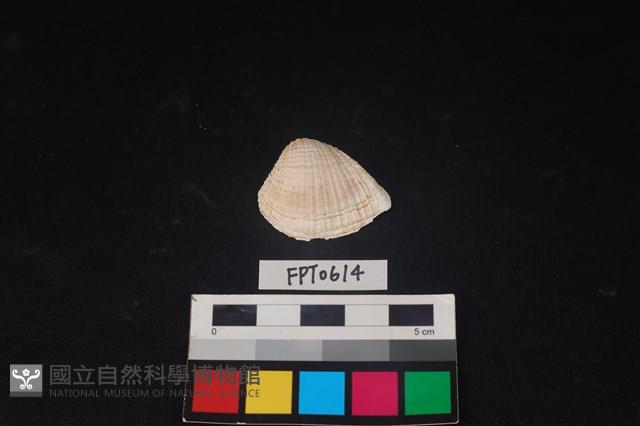 貝殼藏品圖，第1張