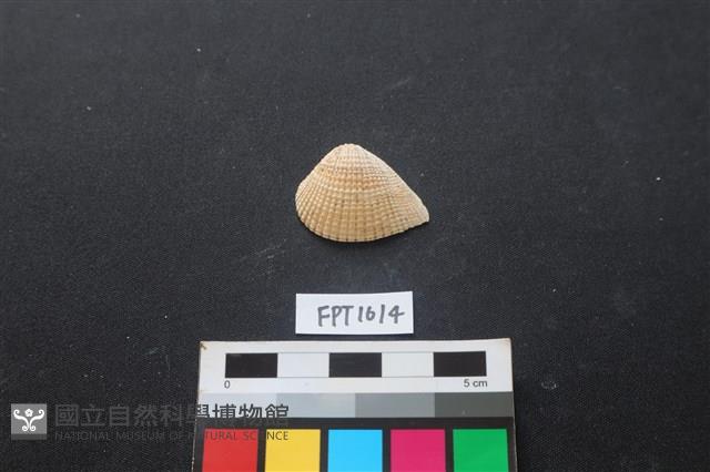 貝殼藏品圖，第1張