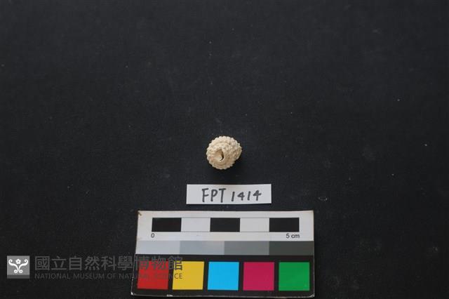 貝殼藏品圖，第1張