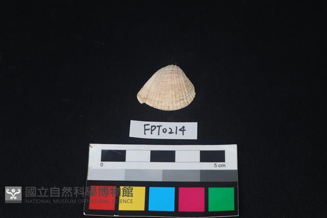貝殼藏品圖，第1張