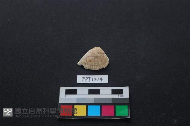 貝殼藏品圖，第1張