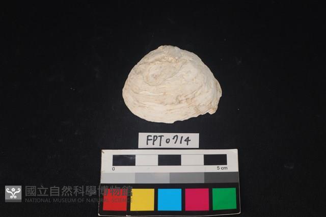 貝殼藏品圖，第1張
