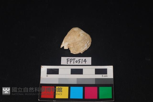 貝殼藏品圖，第1張