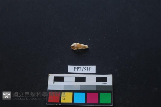 貝殼藏品圖，第1張