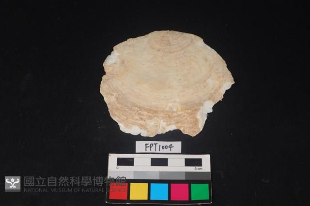 貝殼藏品圖，第1張