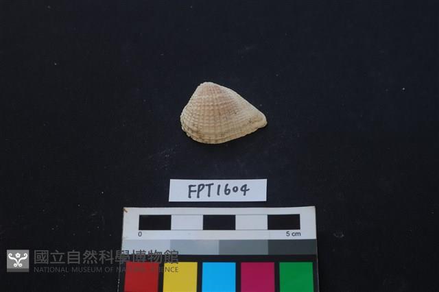 貝殼藏品圖，第1張