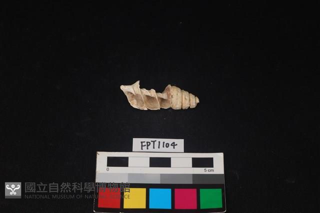 貝殼藏品圖，第1張