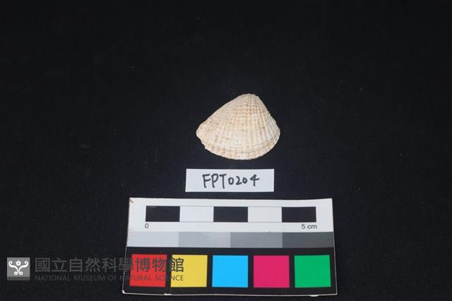 貝殼藏品圖，第1張