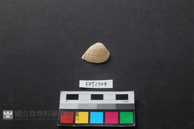 貝殼藏品圖，第1張