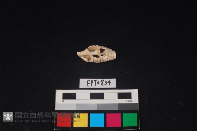 貝殼藏品圖，第1張
