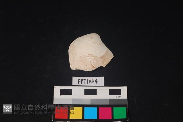 貝殼藏品圖，第1張
