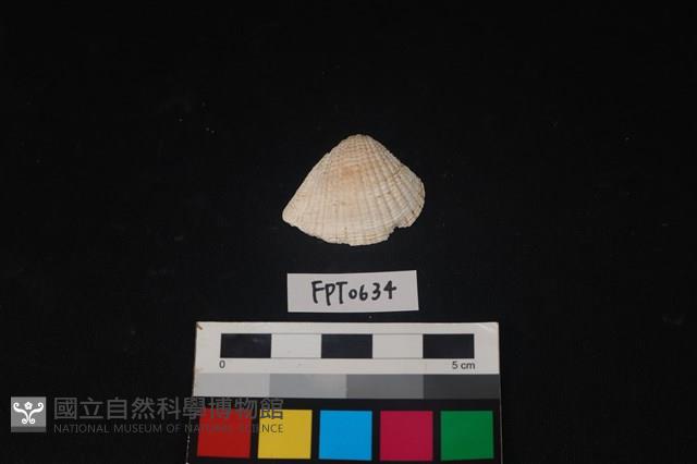 貝殼藏品圖，第1張