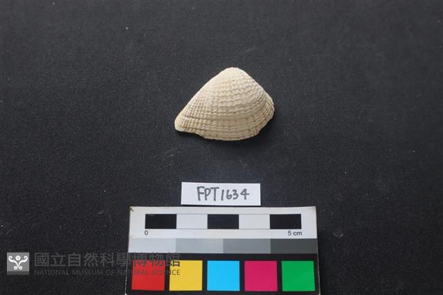 貝殼藏品圖，第1張