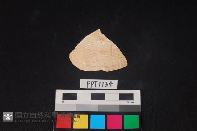 貝殼藏品圖，第1張