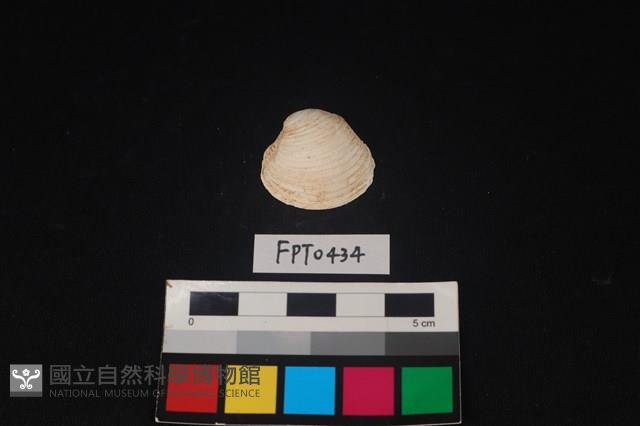 貝殼藏品圖，第1張