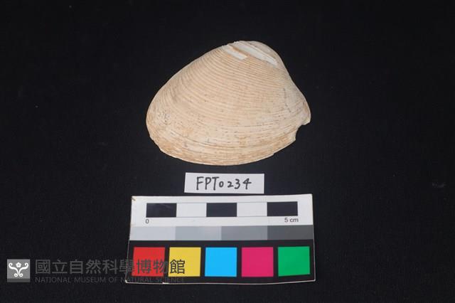 貝殼藏品圖，第1張