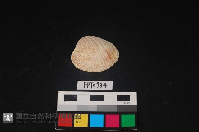 貝殼藏品圖，第1張