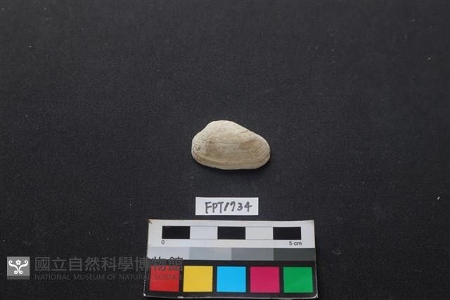 貝殼藏品圖，第1張