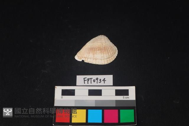 貝殼藏品圖，第1張
