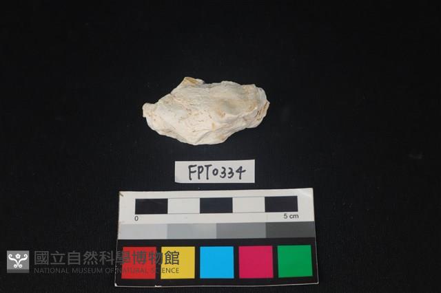 貝殼藏品圖，第1張