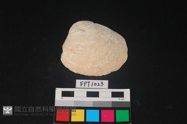 貝殼藏品圖，第1張
