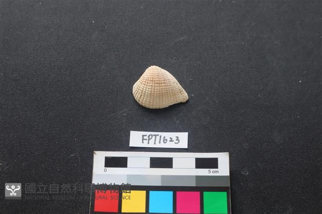 貝殼藏品圖，第1張