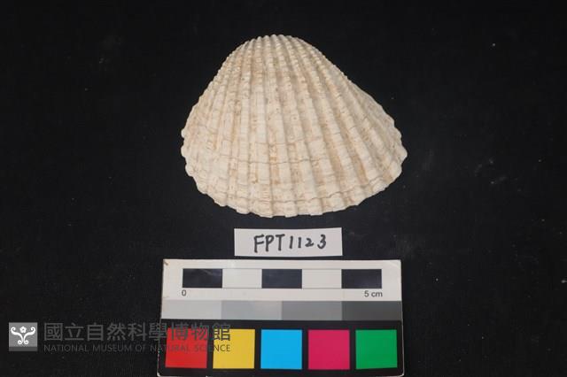 貝殼藏品圖，第1張