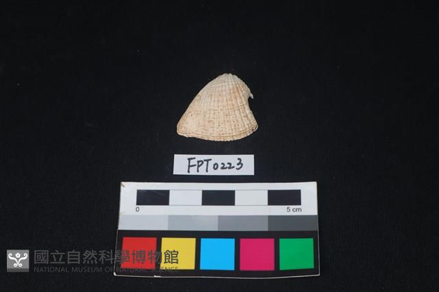 貝殼藏品圖，第1張
