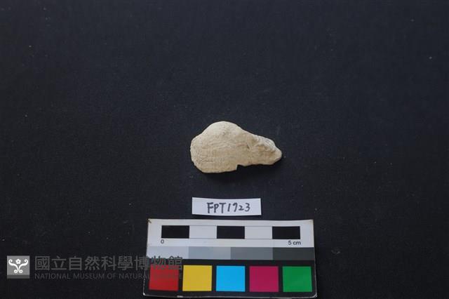 貝殼藏品圖，第1張