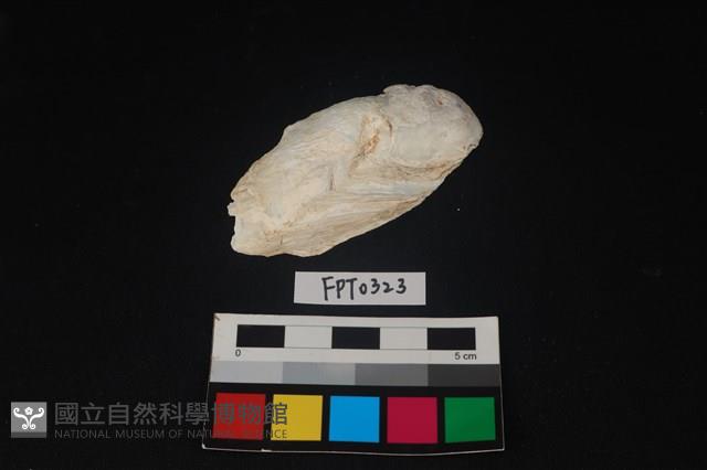 貝殼藏品圖，第1張