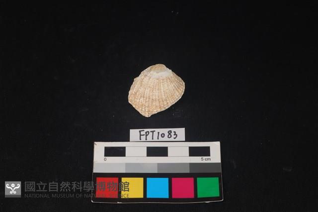 貝殼藏品圖，第1張