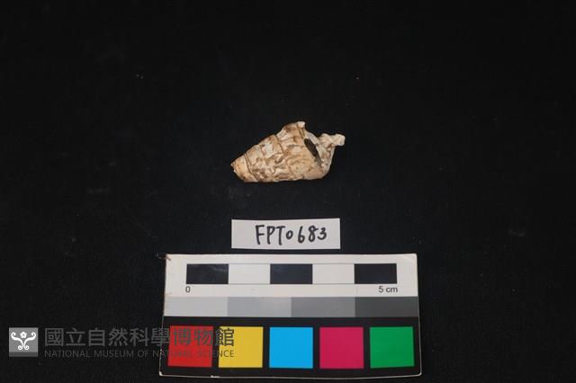 貝殼藏品圖，第1張