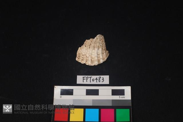 貝殼藏品圖，第1張
