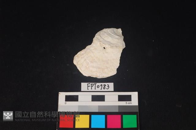 貝殼藏品圖，第1張