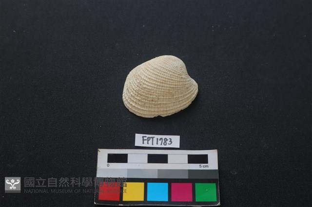 貝殼藏品圖，第1張
