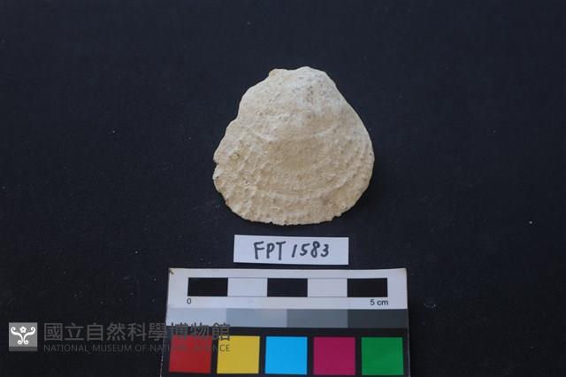 貝殼藏品圖，第1張