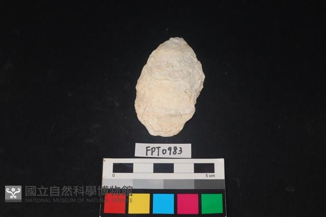貝殼藏品圖，第1張