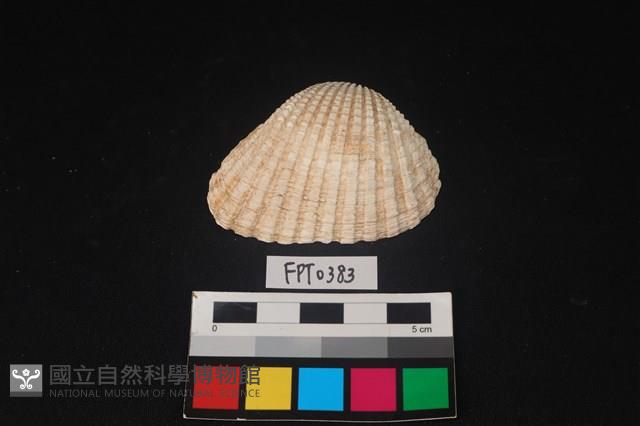 貝殼藏品圖，第1張