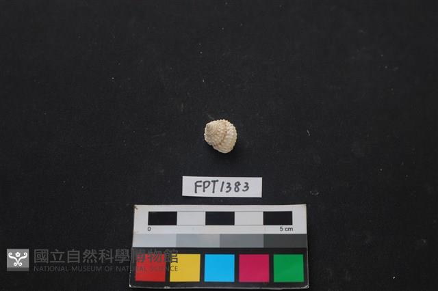 貝殼藏品圖，第1張