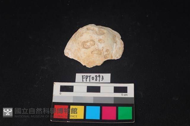 貝殼藏品圖，第1張