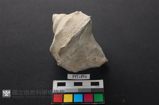 貝殼藏品圖，第1張