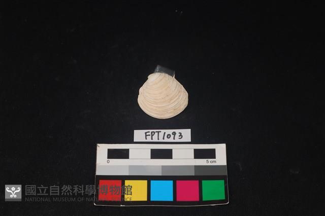 貝殼藏品圖，第1張